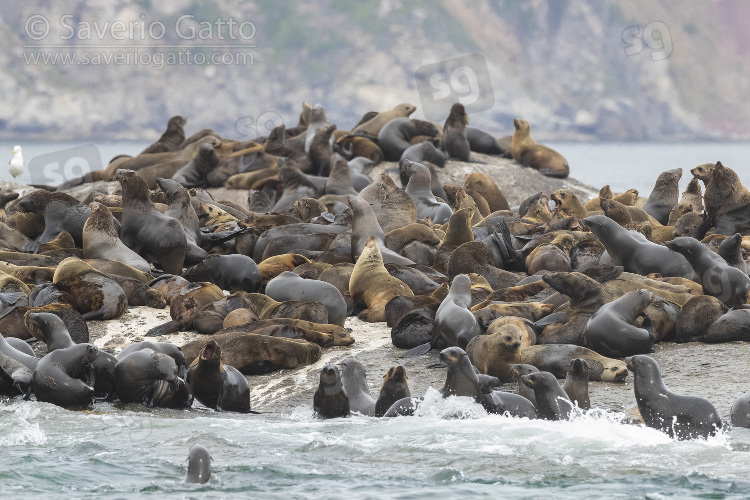 Cape Fur Seal, colony near hout bay (south africa)