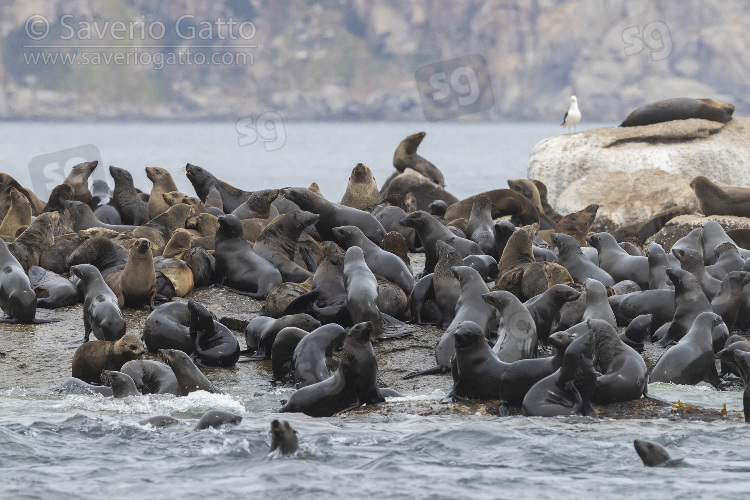 Cape Fur Seal, colony near hout bay (south africa)