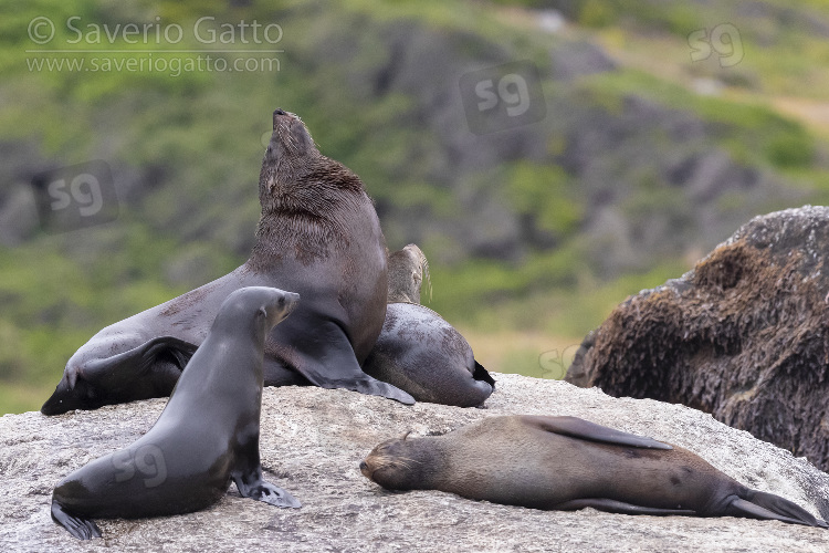 Cape Fur Seal, a male and three female resting on a rock