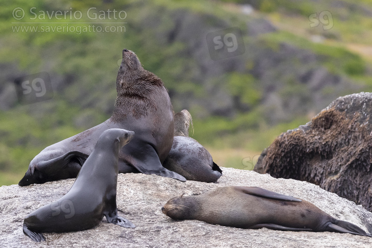 Cape Fur Seal