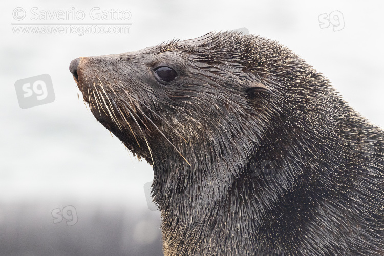 Cape Fur Seal, adult female close-up