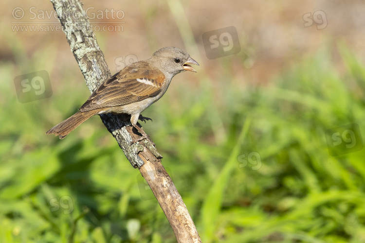 Passero testagrigia meridionale, adulto posato su un ramo