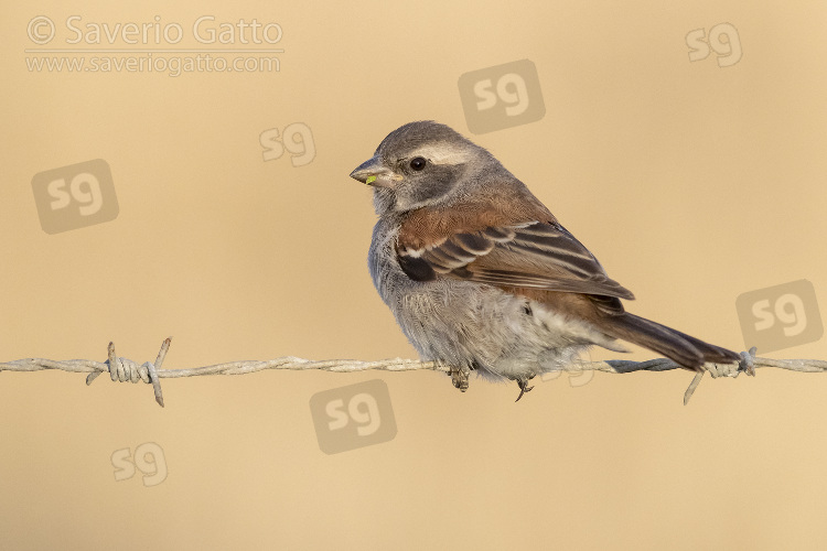 Cape Sparrow, adult female perched on a barbed wire