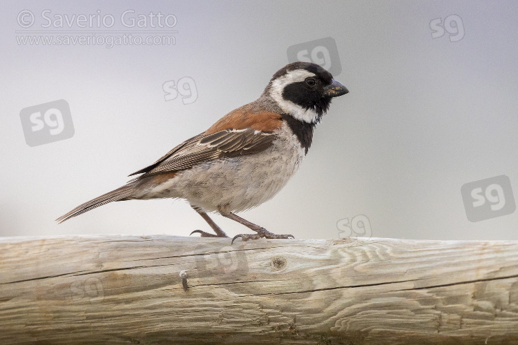 Cape Sparrow, side view of an adult male perched on a fence