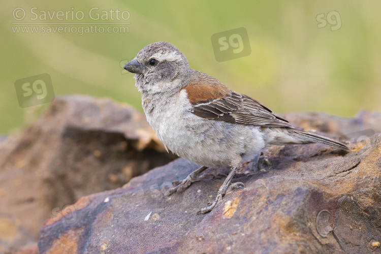 Cape Sparrow, side view of an adult female perched on a rock