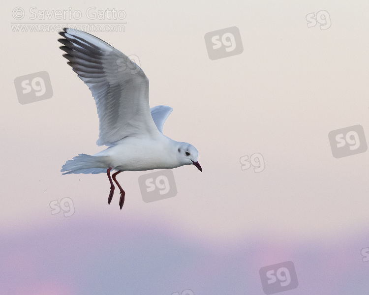 Black-headed Gull, adult in winter plumage in flight