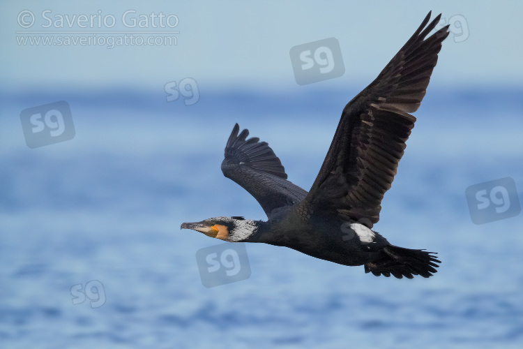 Cormorano, adulto in abito riproduttivo in volo sul mare