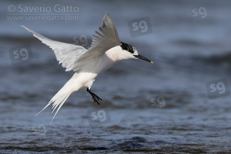 Sandwich Tern, adult in winter plumage in flight