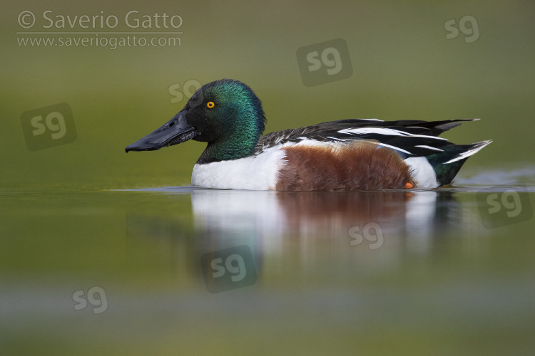 Mestolone, maschio adulto in acqua