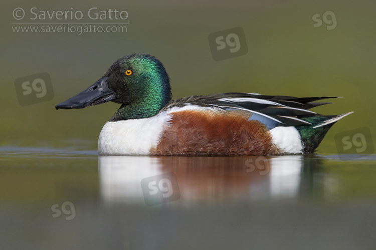 Northern Shoveler, side view of an adult male swimming in a marsh