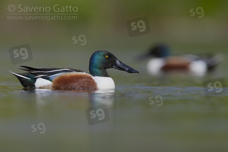 Northern Shoveler