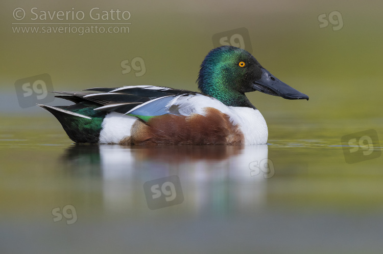 Northern Shoveler, side view of an adult male swimming in a pond