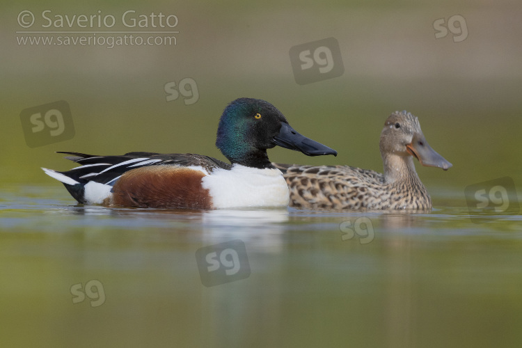 Northern Shoveler, a couple swimming in the water