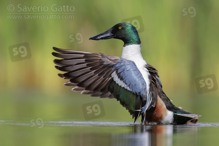 Northern Shoveler, side view of an adult male flapping its wings