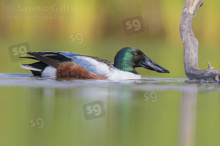 Northern Shoveler, side view of an adult male swimming in a pond