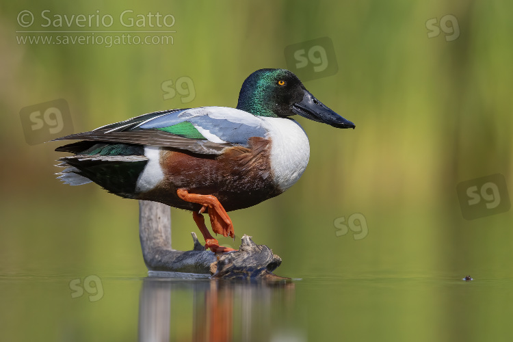 Northern Shoveler, side view of an adult male standing on a dead branch