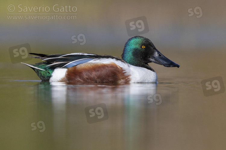 Northern Shoveler, side view of an adult male swimming in the water