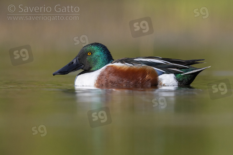 Northern Shoveler, side view of an adult male swimming in the water