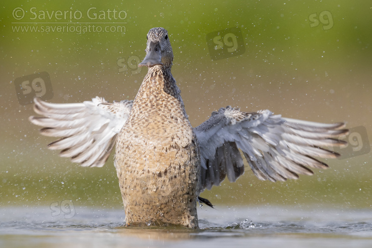 Northern Shoveler