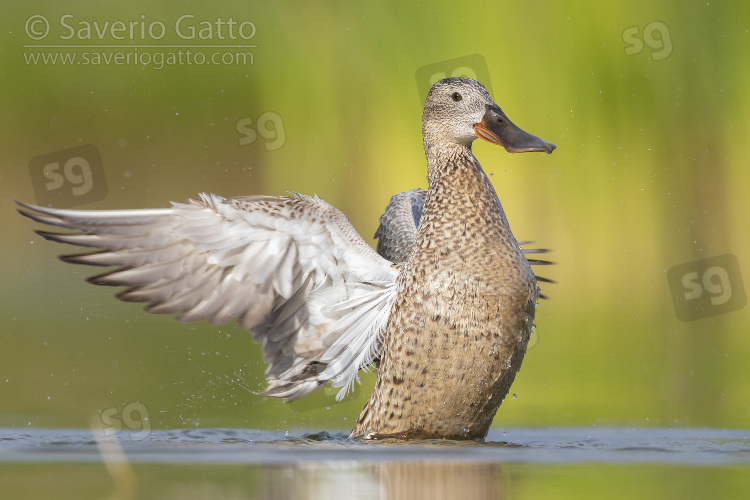 Northern Shoveler, adult female flapping its wings