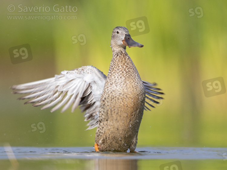 Northern Shoveler, adult female flapping its wings