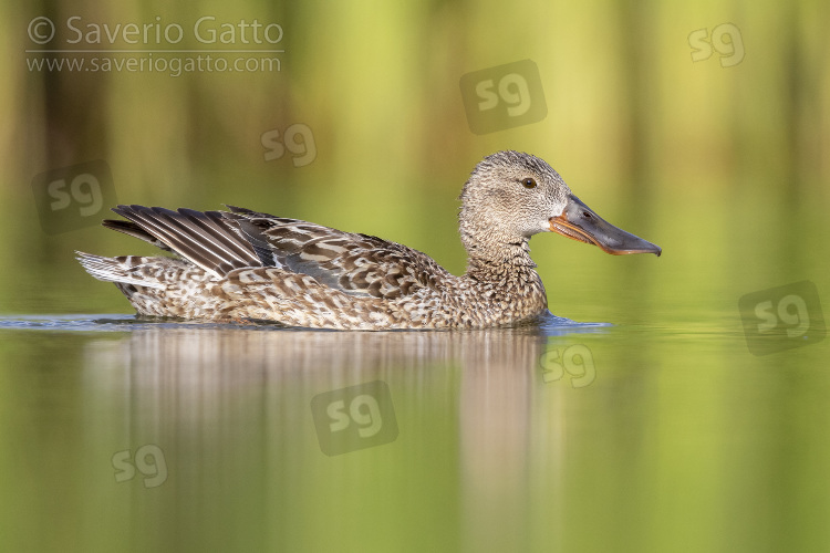 Northern Shoveler, side view of an adult female swimming in the water