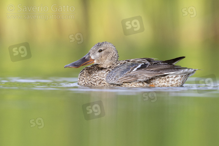 Northern Shoveler, side view of an adult female swimming in the water