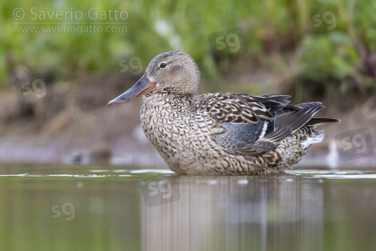 Northern Shoveler, adult female standing in the water