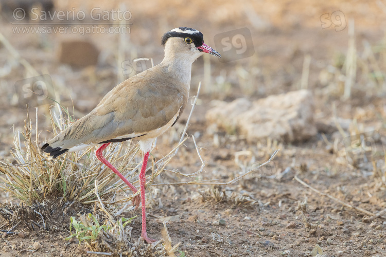 Crowned Lapwing, side view of an adult standing on tground