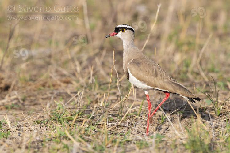 Crowned Lapwing, side view of an adult standing on he ground