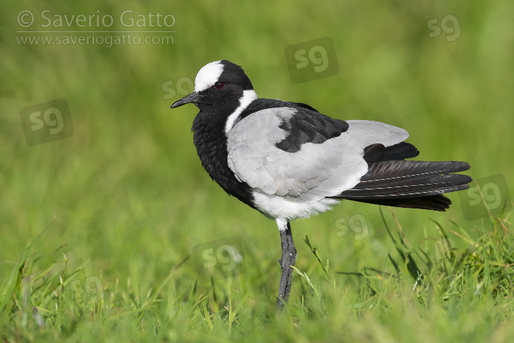 Blacksmith Lapwing, side view of an adult standing on the ground