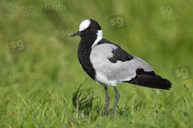 Blacksmith Lapwing, side view of an adult standing on the ground