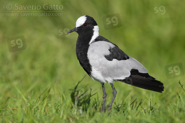 Blacksmith Lapwing, side view of an adult standing on the ground