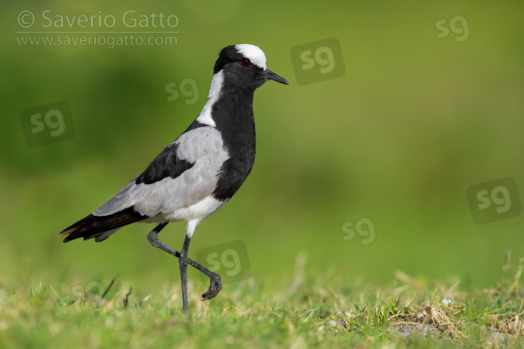 Blacksmith Lapwing, side view of an adult standing on the ground