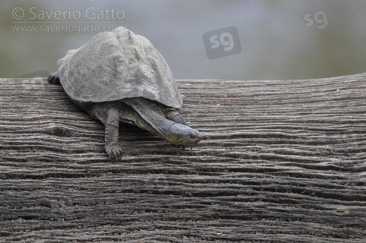 Serrated Hinged Terrapin, individual on an old trunk