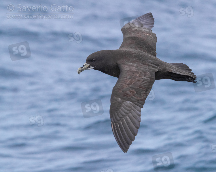 White-chinned Petrel, side view of an individual in flight