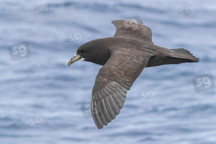 Petrello mentobianco, adulto in volo sul mare visto di lato