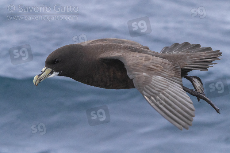 White-chinned Petrel, side view of an individual in flight