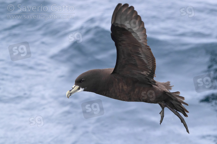 Petrello mentobianco, adulto in volo sul mare visto di lato