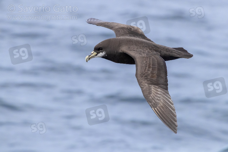 Petrello mentobianco, adulto in volo visto di lato