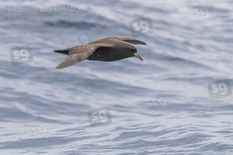 White-chinned Petrel, side view of an individual in flight