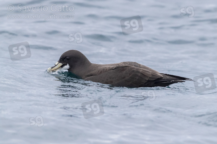 White-chinned Petrel, individual on the water surface