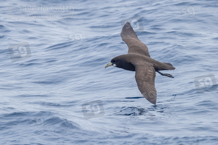 Petrello mentobianco, adulto in volo sul mare