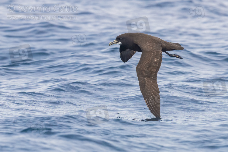 Petrello mentobianco, adulto in volo sul mare