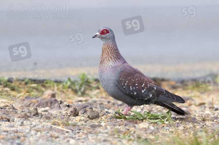 Speckled Pigeon