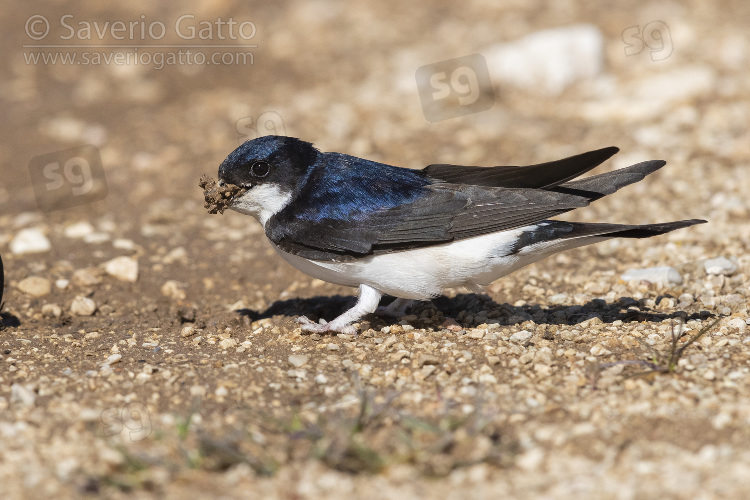 Common House Martin, side view of an adult collecting mud for the nest