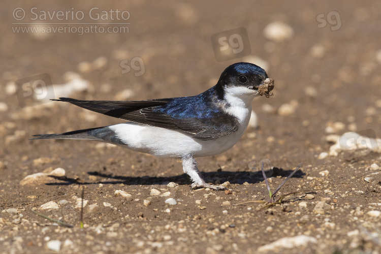 Common House Martin, side view of an adult collecting mud for the nest