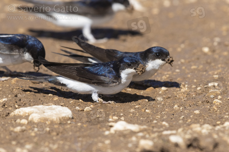 Common House Martin, adults collecting mud for the nest