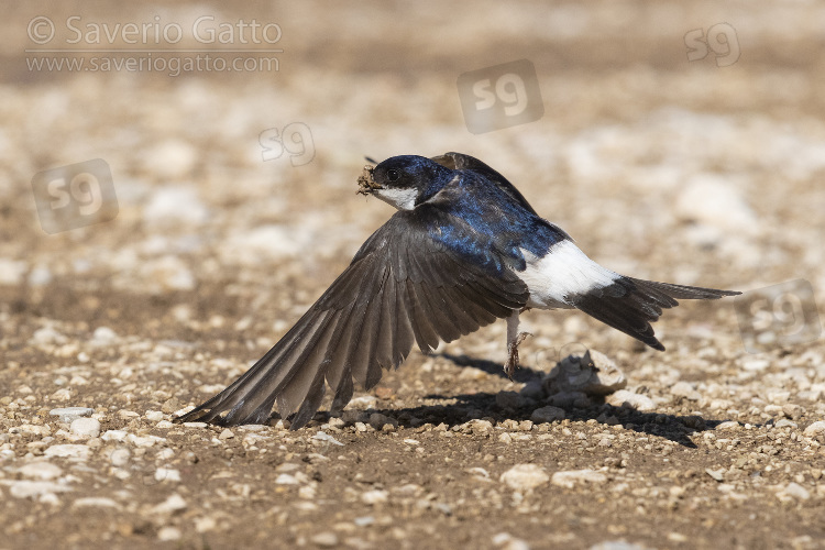 Common House Martin