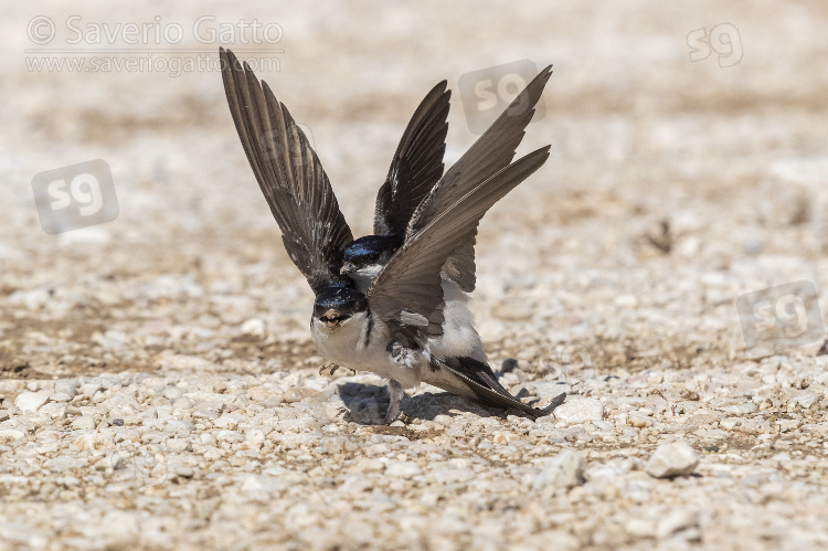 Common House Martin, two adults fighting